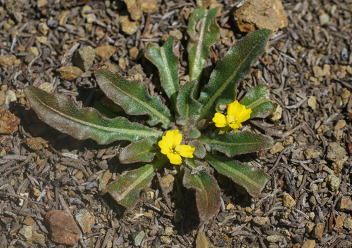 Santa Cruz Island Suncup