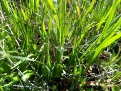 Pseudobahia peirsonii