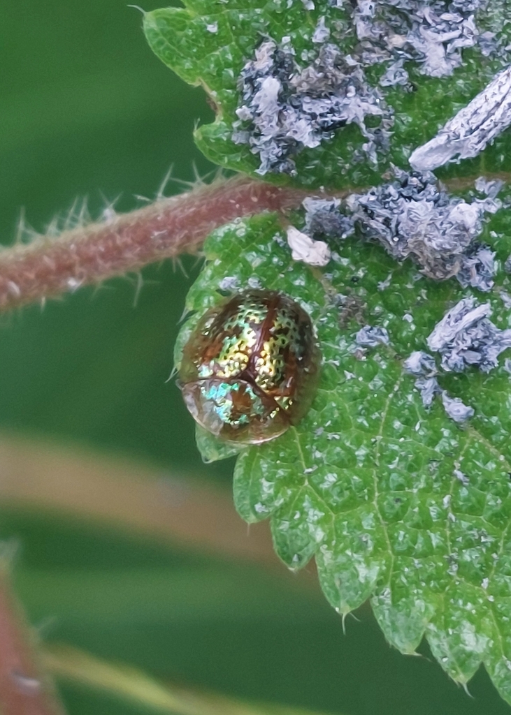 Agroiconota inedita