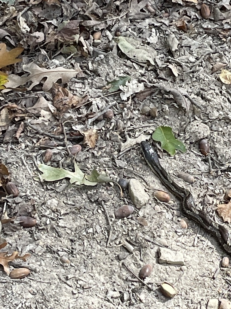 Gray Ratsnake From Cathedral Caverns State Park, Woodville, AL, US On ...