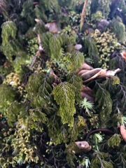 Hymenophyllum lanceolatum