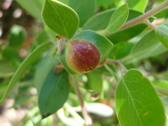 Exobasidium arctostaphyli