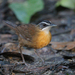 Bornean Black-capped Babbler - Photo (c) Noah Strycker, some rights reserved (CC BY-NC), uploaded by Noah Strycker