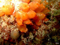 Stolonica socialis