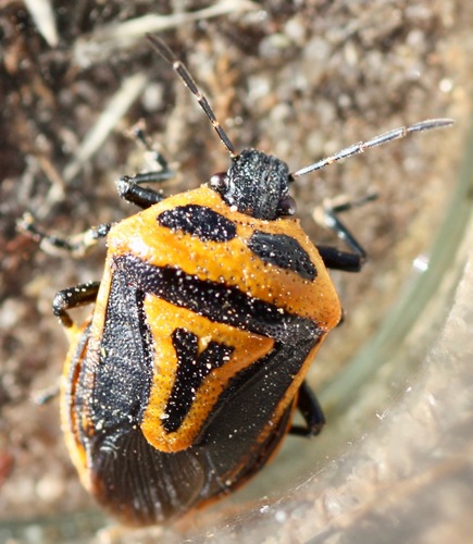 Two-spotted Stink Bug photo 4