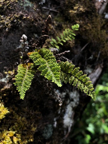 Adenophorus tamariscinus var. tamariscinus