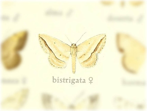 Scopula bistrigata