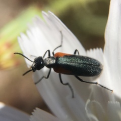 Eupompha elegans elegans