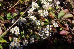 Pyxidanthera barbulata