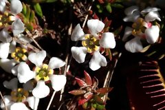 Pyxidanthera barbulata