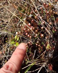 Pyxidanthera barbulata