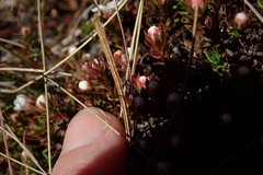 Pyxidanthera barbulata