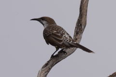 Western Wattlebird photo 2
