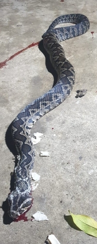 Palestine Viper