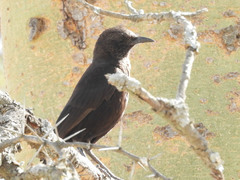 Myrmecocichla aethiops