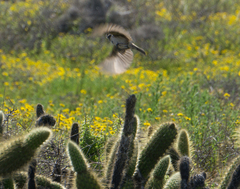 Artemisiospiza belli clementeae