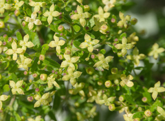 Galium catalinense acrispum