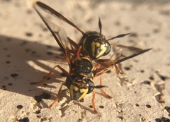 Sphiximorpha willistoni