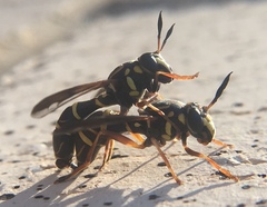 Sphiximorpha willistoni