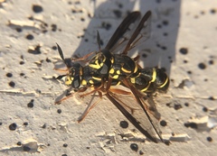 Sphiximorpha willistoni