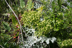 Galium catalinense acrispum