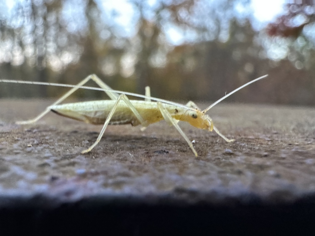 Narrow-winged Tree Cricket