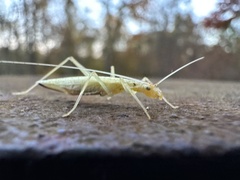 Narrow-winged Tree Cricket