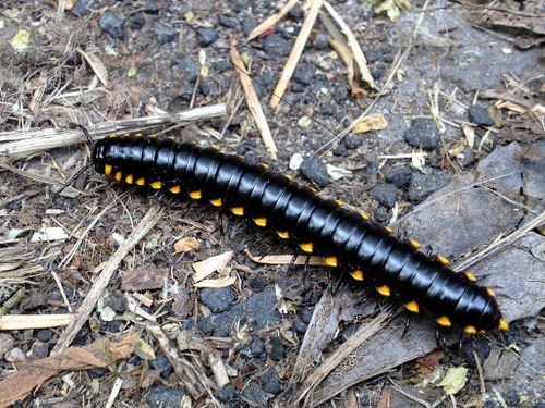 Yellow-spotted Millipede photo 4