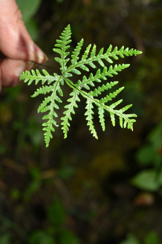 Silvery cliffbrake fern