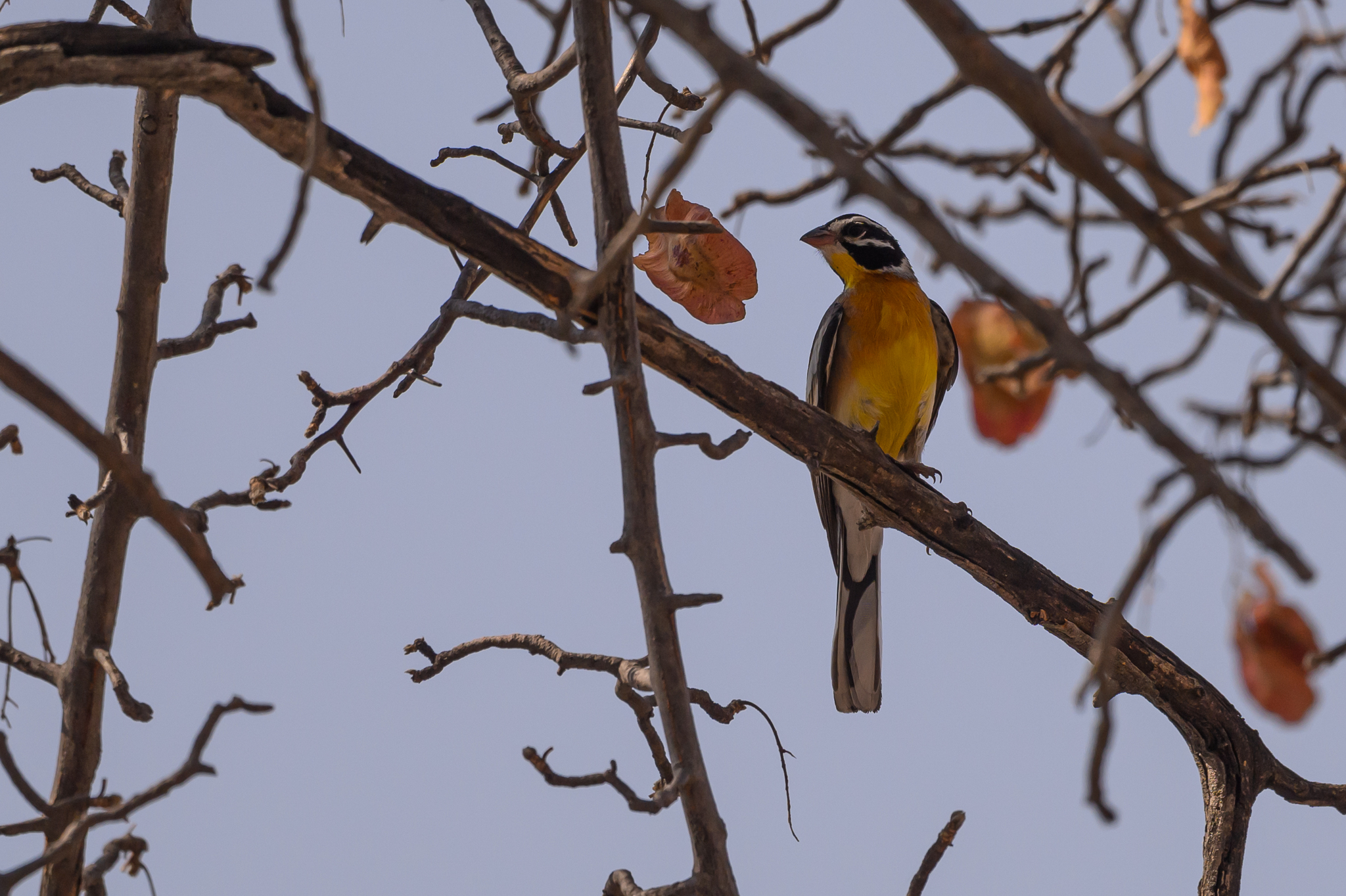 Golden-breasted Bunting