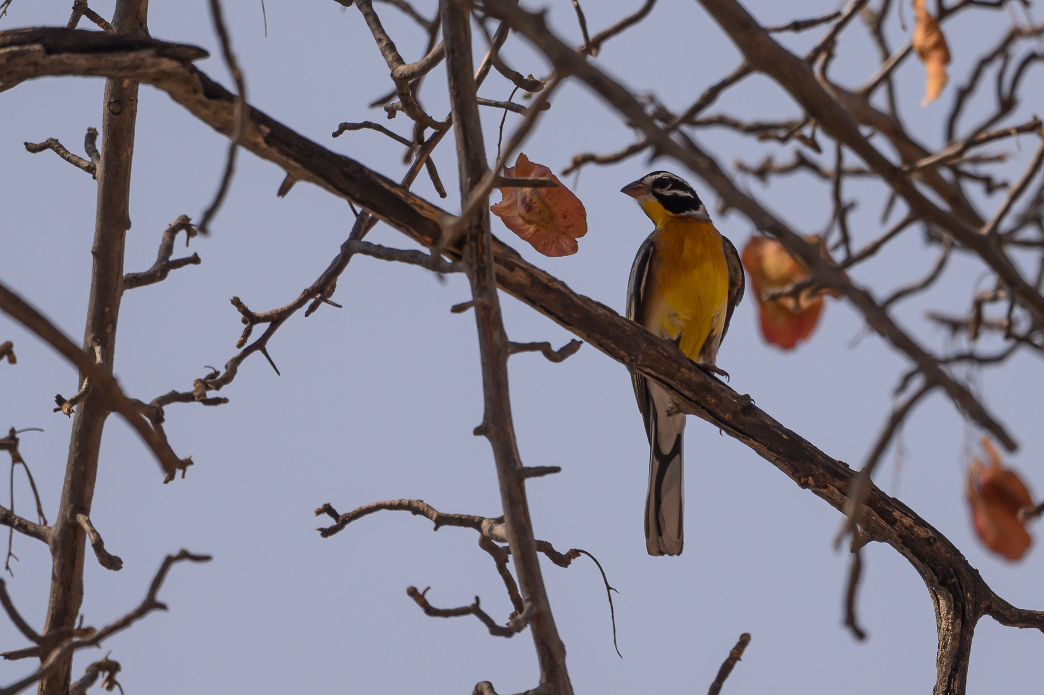Golden-breasted Bunting