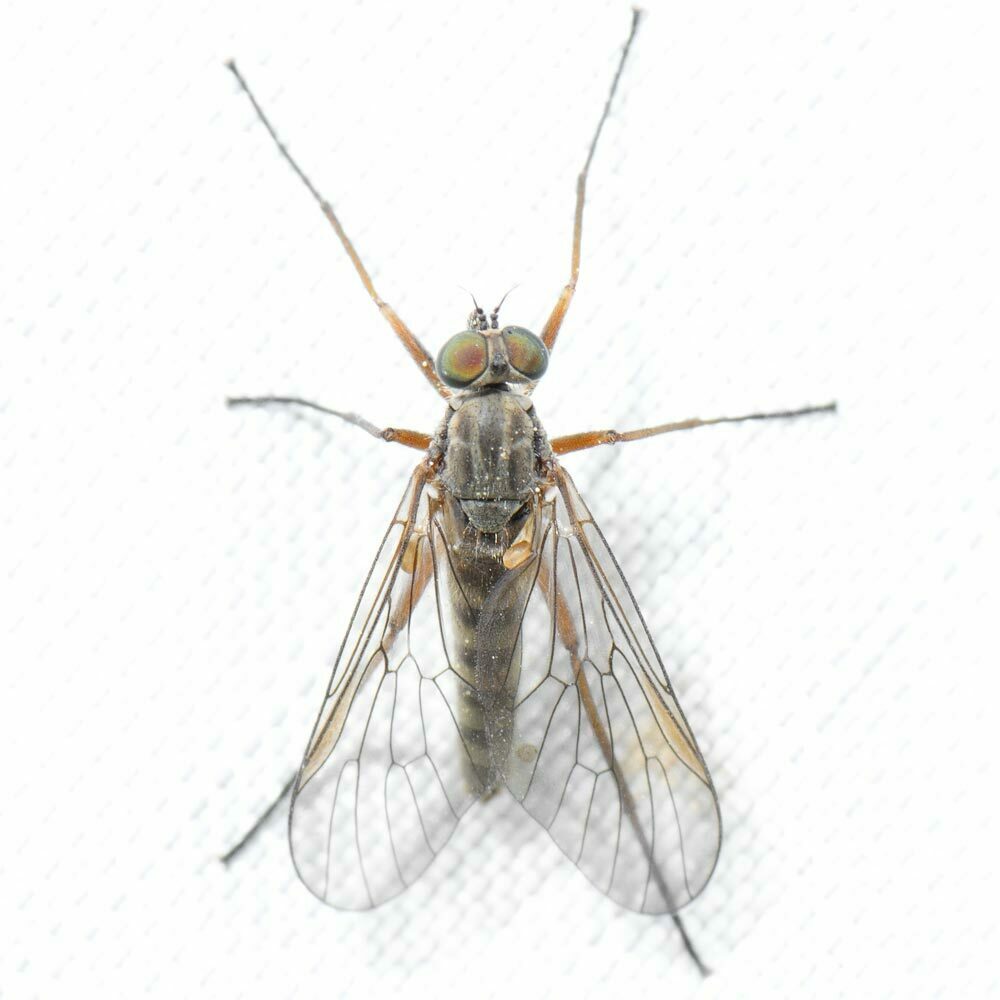 Rhagio pollinosus