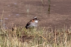 Phegornis mitchellii