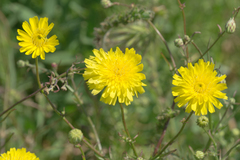 Malacothrix foliosa foliosa