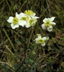 Thalictrum tuberosum
