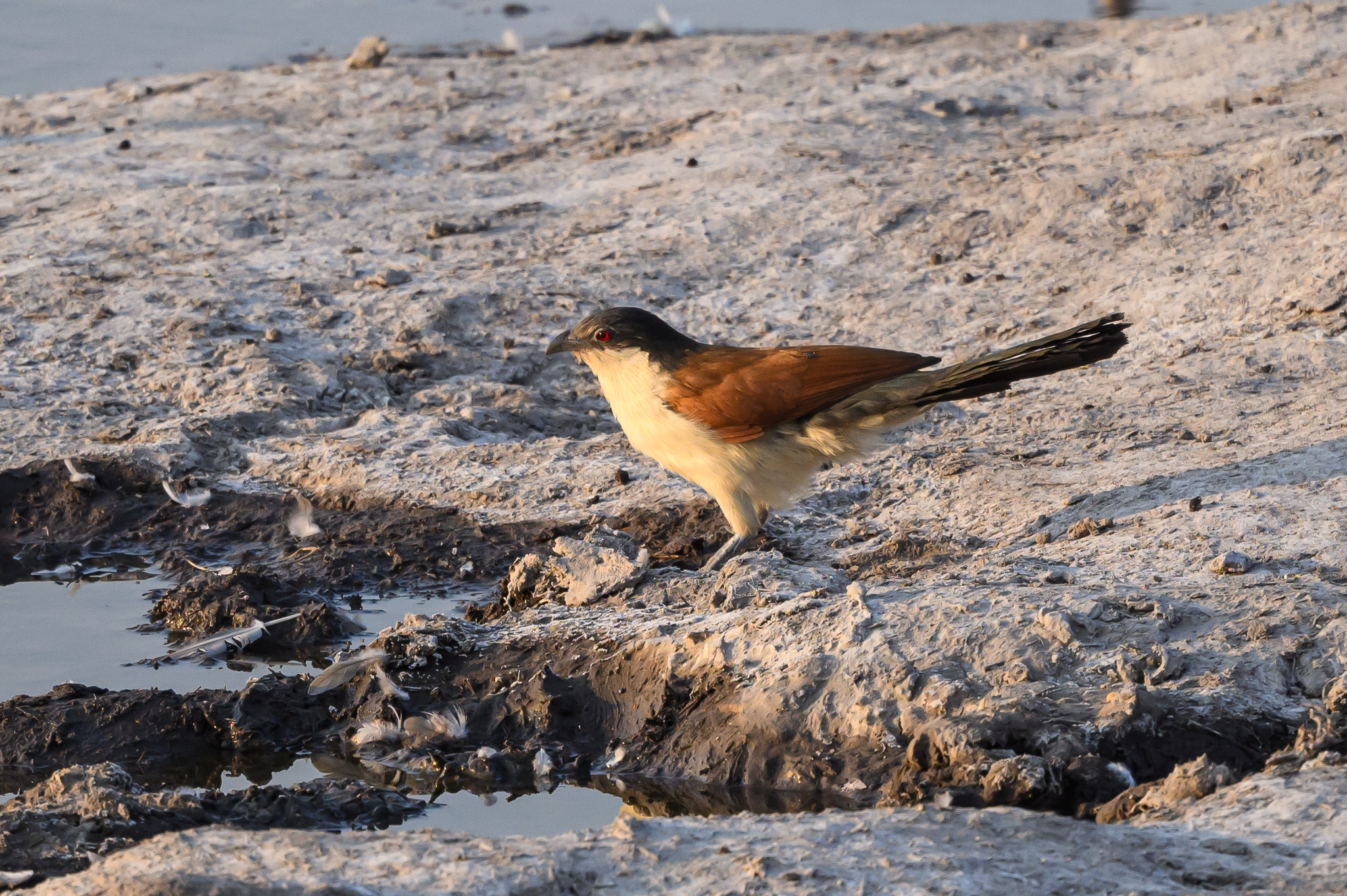 Senegal Coucal
