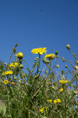 Malacothrix foliosa foliosa
