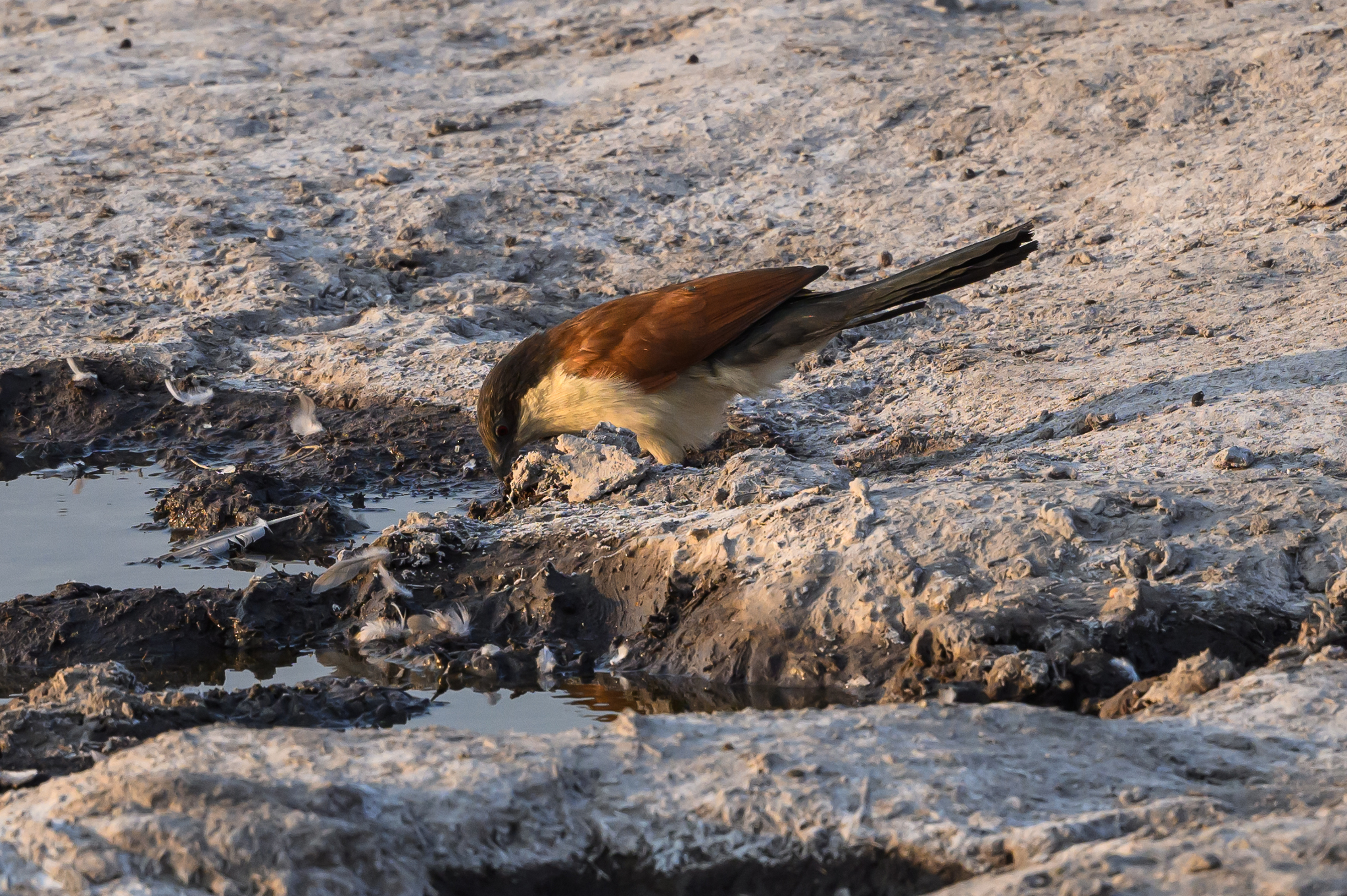 Senegal Coucal