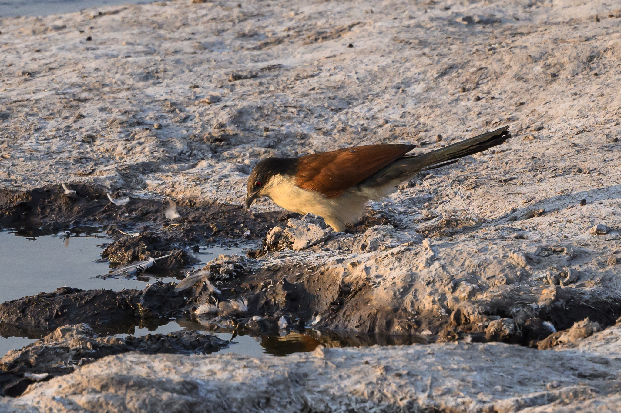 Senegal Coucal