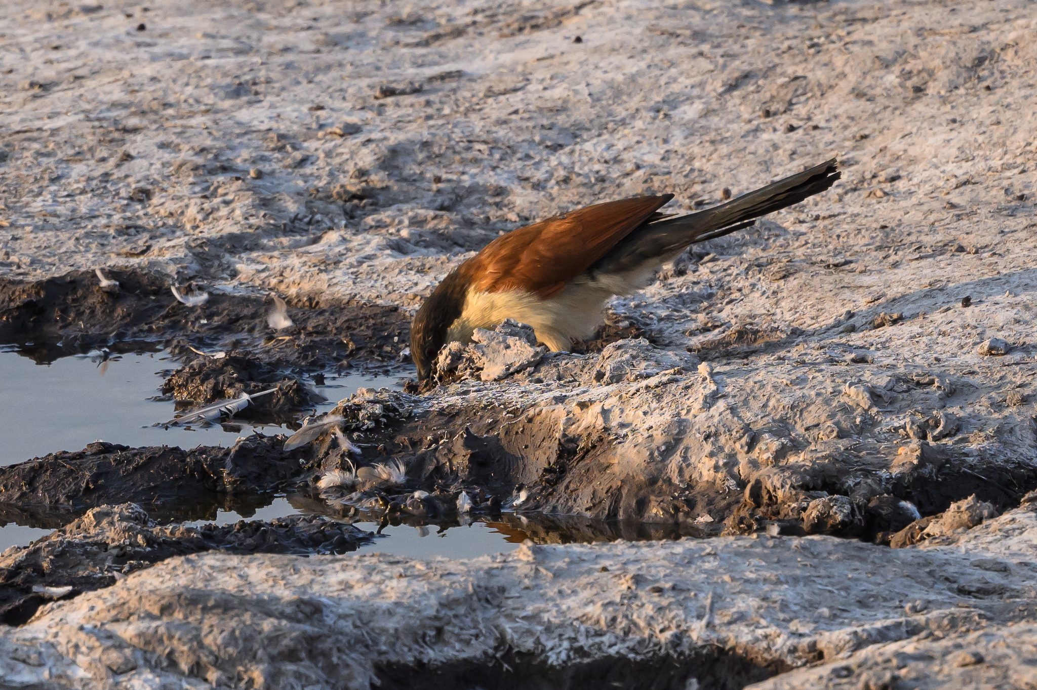 Senegal Coucal