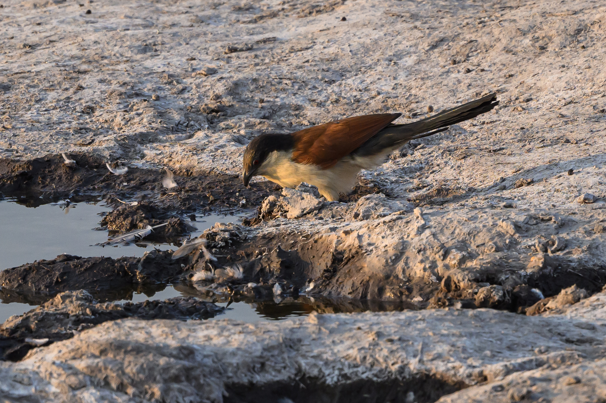 Senegal Coucal