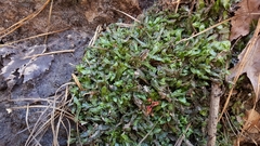 Pallavicinia