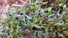 Pallavicinia