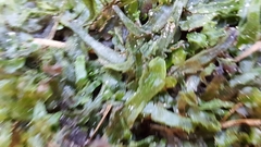 Pallavicinia