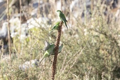 Psilopsiagon aurifrons