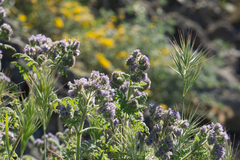 Phacelia floribunda