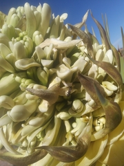 Tegeticula antithetica