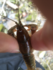 Cambarus clivosus