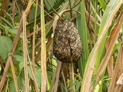 Brachygastra