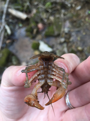 Lesser Siren (BREC's Fauna Conservation Park Guide) · iNaturalist